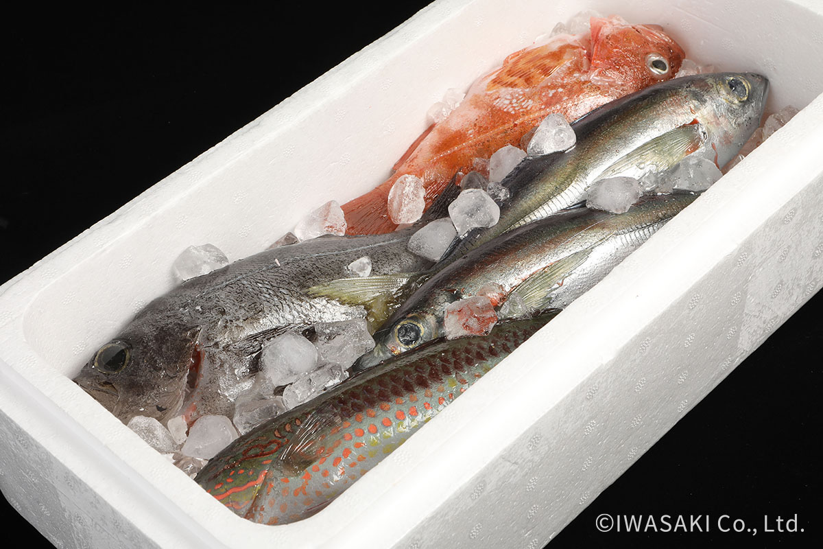 親戚のおっちゃんに魚もろた。