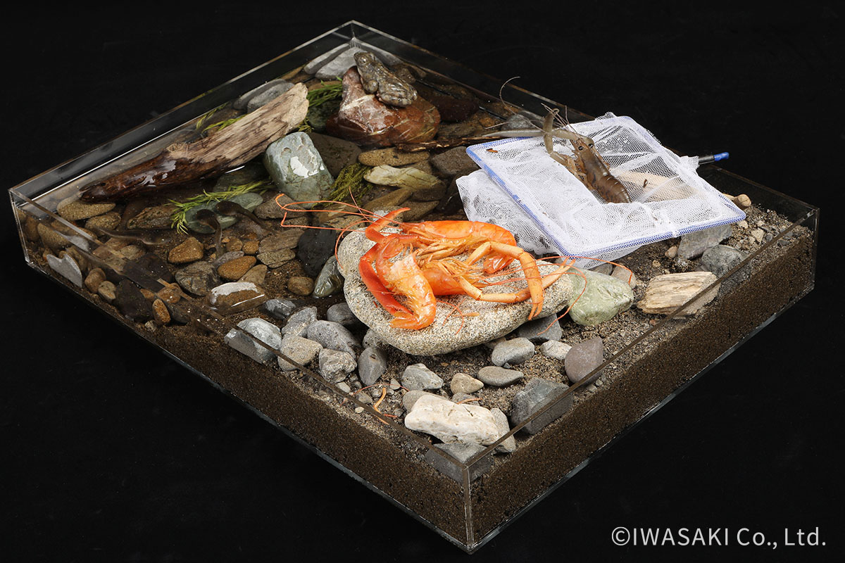 河原でテナガエビを揚げて食べる