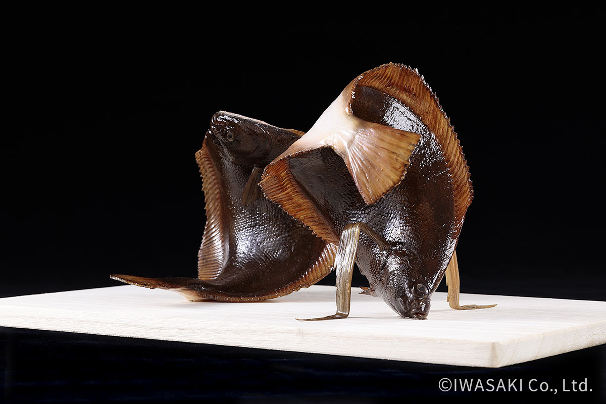 ラストダンス!!華麗にポーズを決める鰈