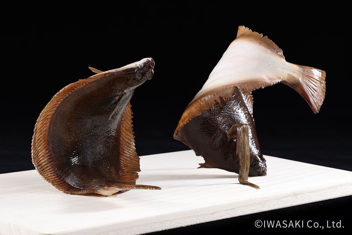 ラストダンス!!華麗にポーズを決める鰈